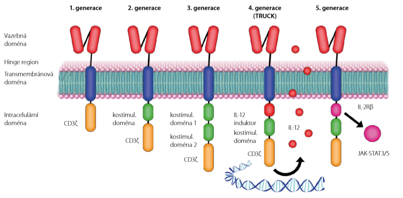 Struktura jednotlivých generací chimérických antigenních receptorů
