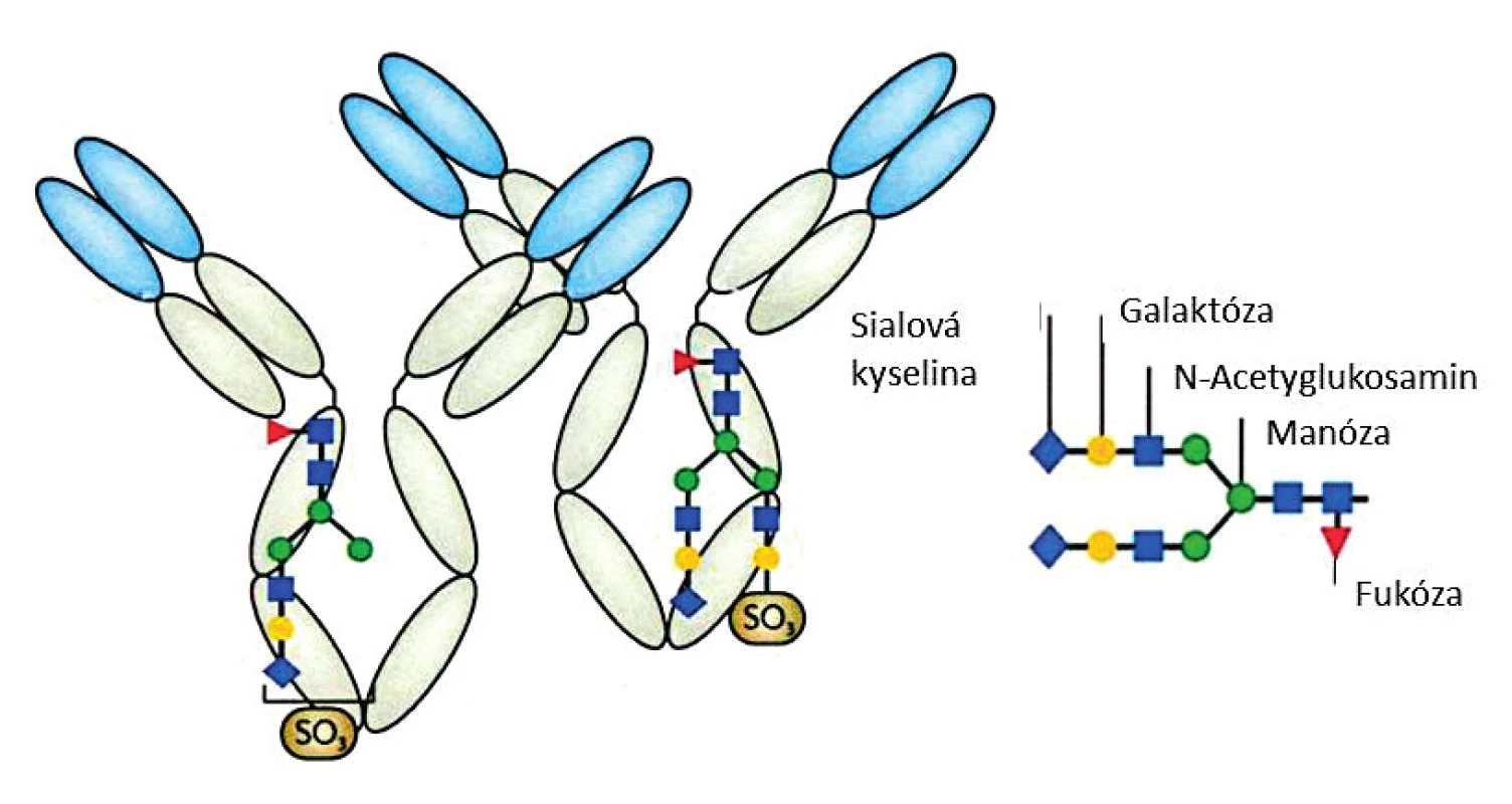 Sulfátové glykany glykosylovaných molekul IgG (upraveno podle (8))