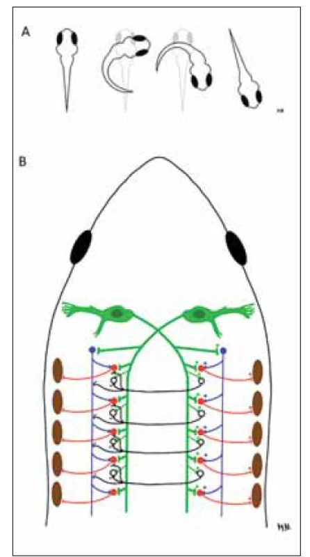 Schéma zapojení Mauthnerových buněk při rychlém úniku ryb (C-startu) – (A) nákres
fází úniku; (B) pohled shora na průhlednou hlavu a přední část těla ryby. Podle [27],
nakreslila Monika Němcová.<br>
Zeleně – obrovské Mauthnerovy neurony (tělo 1 x 0,1 mm) na nichž jsou statisíce synapsí. Při
podráždění (postranní čára, vestibulární ústrojí, sluch, zrak) přicházejícím z jedné strany dojde
k integraci signálů na Mauthnerově buňce příslušné strany a bleskovému vedení vzduchu
do míchy. Silně myelinizovaný axon se kříží a běží v laterálním provazci. Excituje kontralaterální
motoneurony (červeně), descendentní interneurony (modře) a kommissurální interneurony
(prázdná černá kolečka). To vše vyvolá stah svalů kontralaterálně. Descendentní interneurony
aktivují motoneurony a komissurální interneurony tlumí motoneurony, descendentní interneurony
i kommissurální interneurony na opačné straně (na té odkud se něco blíží). Výsledkem je
bleskové otočení ryby od podnětu za 10–20 ms. Šipkami jsou značeny elektrické synapse, čárkou
chemické.<br>
Fig. 9. The diagram of engagement of Mauthner cells in rapid escape reaction of the fish
(C-start) – (A) drawing of the escape reaction phases; (B) top view of the transparent head
and front of the fish body. According to [27], drawn by Monika Němcová.<br>
Green – giant Mauthner cells (the body diameter 1 x 0.1 mm) – end point of a hundred thousand
synapses. After excitation (lateral line organ, vestibular apparatus, hearing, vision) incoming
from one side, signals in the ipsilateral Mauthner cell integrate and the signal is conducted
to the spinal cord. Heavily myelinated axon decussates and runs in the lateral funiculus. It
excites contralateral motoneurons (red), descendent interneurons (blue), and commissural interneurons
(empty black dots). This all leads to contralateral muscle contraction. Descendent
interneurons activate motoneurons and commissural interneurons inhibit motoneurons, as
well as descendent interneurons and also commissural interneurons on the other side (to something
that draws them near). The result is a lightning quick turnaround of the fi sh with 10–
20-ms latency from the stimulus. The arrows are the electric synapses, and chemical synapses
are dashed lines.
