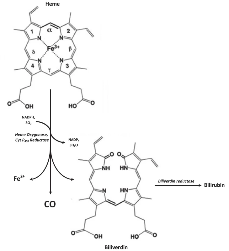 Heme degradation pathway: Heme oxygenase catalyzes rate limiting step of heme degradation. Oxidative degradation
of heme molecule generates equimolar amount of CO, ferrous ion (Fe2+) and biliverdin. Biliverdin is subsequently reduced by
biliverdin reductase to bilirubin. The reaction requires 3 molecules of O2 and NADPH:cytochrome P-450 reductase serves as
a source of electrons.
