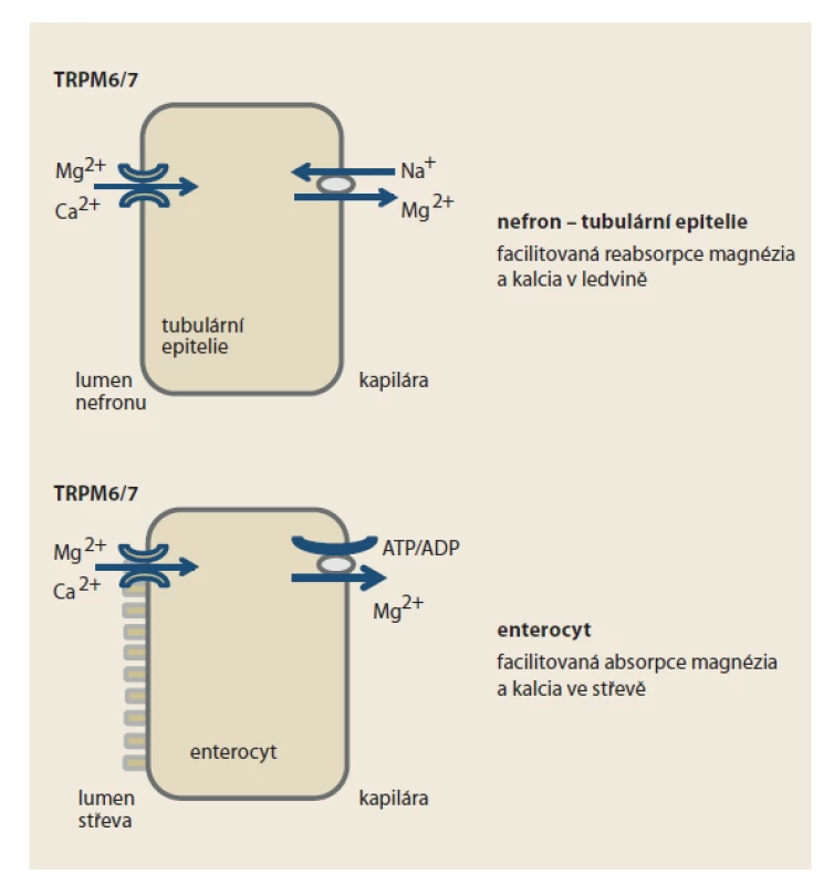 Funkce transportního kanálu bivalentních kationtů TRPM6/7 na
úrovni nefronu a enterocytu. Inhibice transportéru na úrovni tubulární epitelie
nefronu snižuje reabsorpci kationtů magnezia a kalcia z primární moči, na
úrovni enterocytu jejich facilitovanou absorpci ze střevního obsahu.<br>
Fig. 3. Function of the transport channel of bivalent cations TRPM6/7 at the level of
nephron and enterocyte. Inhibition of the transporter at the level of tubular epithelium
of nephron reduces the reabsorption of magnesium cations and calcium from
primary urine, at the level of enterocyte reduces their facilitated absorption from
intestinal contents.
