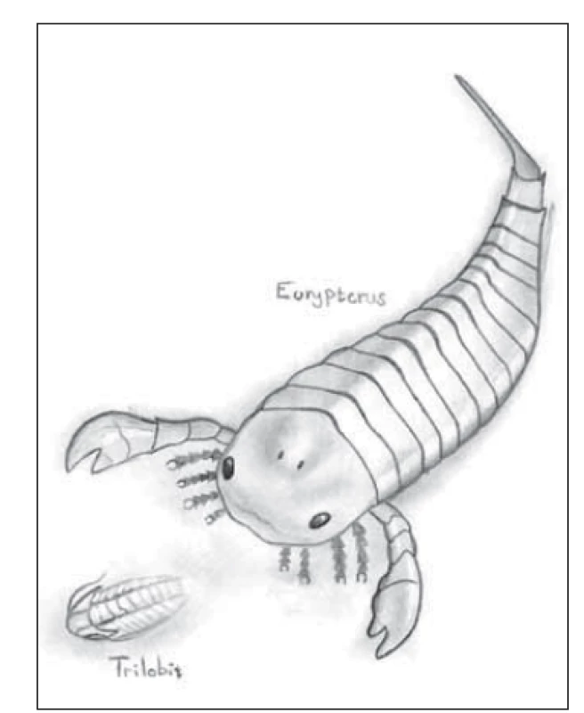 Eurypterus loví trilobita (Přídolí, silur,
zhruba před 420 miliony let). Nakreslil
Antonín Cettl.<br>
Fig. 4. Eurypterus hunts the trilobite
(Přídolí period, silur, aprox. 420 million
years ago). Drawn by Antonín Cettl.