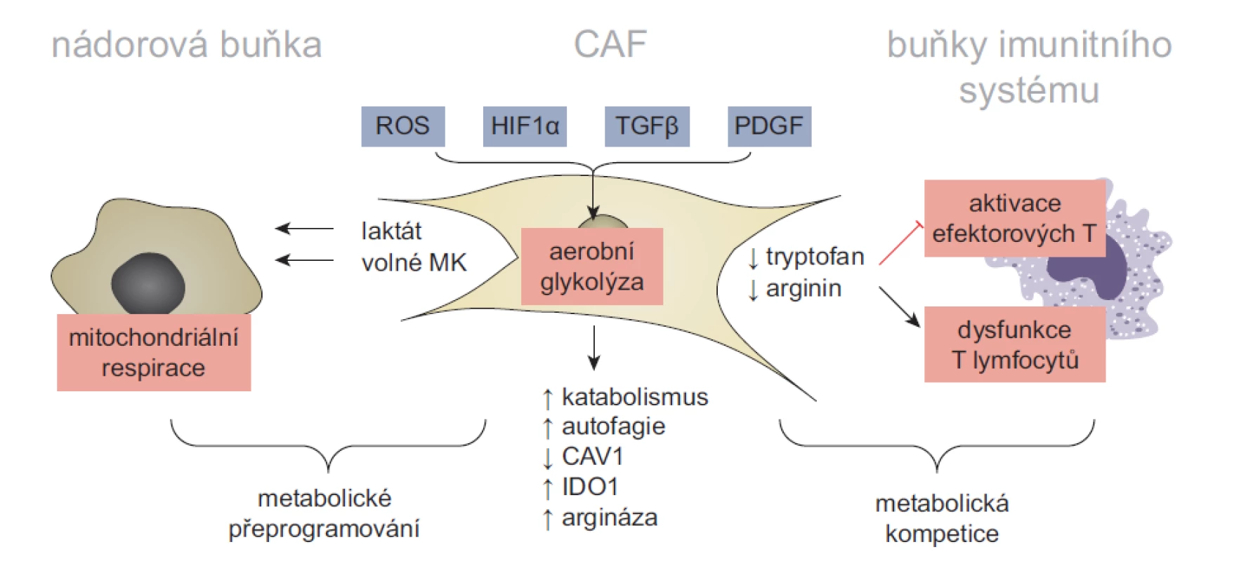 Model metabolické symbiózy a konkurence v nádorovém mikroprostředí. Aktivace CAF a udržení jejich sekrečního fenotypu je energeticky
náročné a vyžaduje metabolické změny. U některých typů CAF proto dochází k aktivaci aerobní glykolýzy. Zvýšená závislost CAF na aerobní
glykolýze může být vyvolána mnoha faktory – sníženou dostupností kyslíku v rostoucích nádorech, stabilizací faktoru HIF1α, aktivitou signálních drah
TGFβ a PDGF nebo ztrátou exprese CAV1, zprostředkovanou reaktivními kyslíkovými radikály. Zvýšená produkce laktátu, mastných kyselin a ketolátek
podporuje mitochondriální respiraci nádorových buněk. Zatímco metabolická symbióza mezi CAF a nádorovými buňkami stimuluje růst a maligní fenotyp
nádorových buněk, jejím vedlejším efektem je snížení dostupnosti klíčových metabolitů pro jiné složky TME. Tato metabolická konkurence následně
narušuje funkčnost protinádorové imunity. Například zvýšená exprese indolamin 2,3-dioxygenázy 1 a argináz (ARG1 a ARG2) v CAF radikálně
snižuje dostupnost tryptofanu a argininu v TME, čímž inhibuje proliferaci a aktivaci efektorových T lymfocytů. Volně přepracováno dle [7].