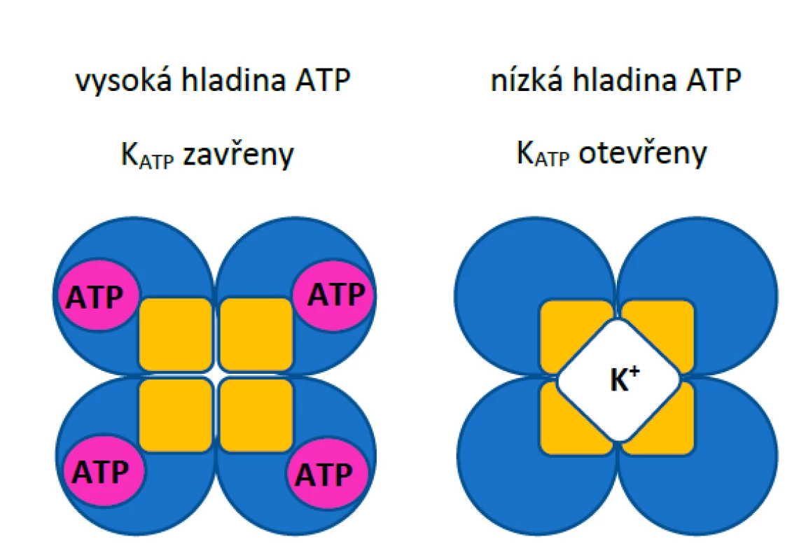 Schematické znázornění K<sub>ATP</sub> kanálů při vysoké a nízké
hladině ATP v cytoplazmě.
Žlutě jsou znázorněny podjednotky Kir6.x, modře
podjednotky SUR.