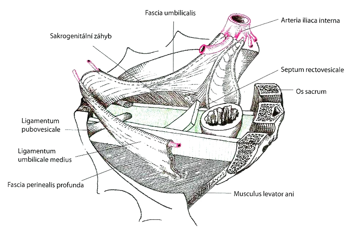 Ligamentum pubovesicale (Paoletti S., 2006).