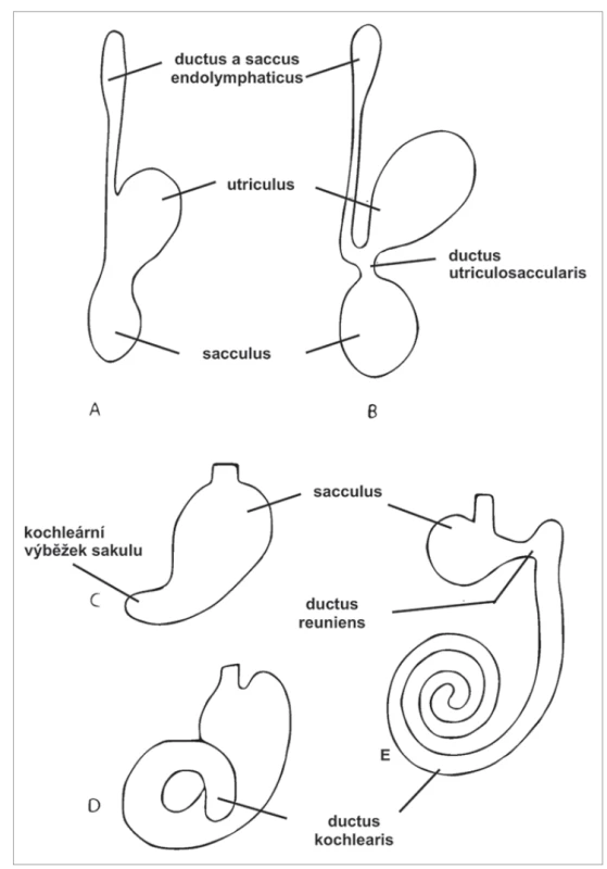 Vývoj sluchového váčku [1].<br>
a, b) dorzální část, c–e) ventrální část.<br>
Fig. 1. Development of the otic vesicle [1].<br>
a, b) dorsal part, c–e) ventral part.
