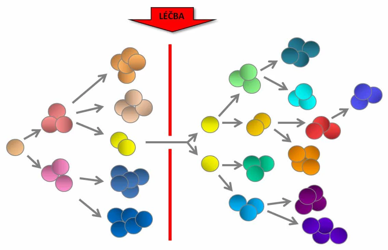 Klonální heterogenita a genetická diverzita
leukemických buněk může být příčinou rezistence
na léčbu, klonální evoluce a relapsu onemocnění