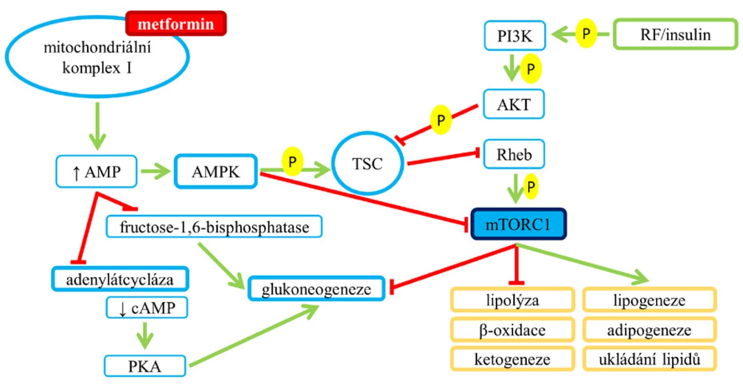 Ovlivnění mTORC1 inzulinem a metforminem. Blokáda
komplexu vede ke zvýšení intracelulární koncentrace AMP
a dochází k aktivaci AMPK a inhibici mTORC1, dále zvýšená
hladina AMP blokuje dva důležité enzymy, které jsou
zapojeny do glukoneogeneze (15).
Pozn.: zelená šipka – aktivace;
červená čára bez šipky – blokáda.