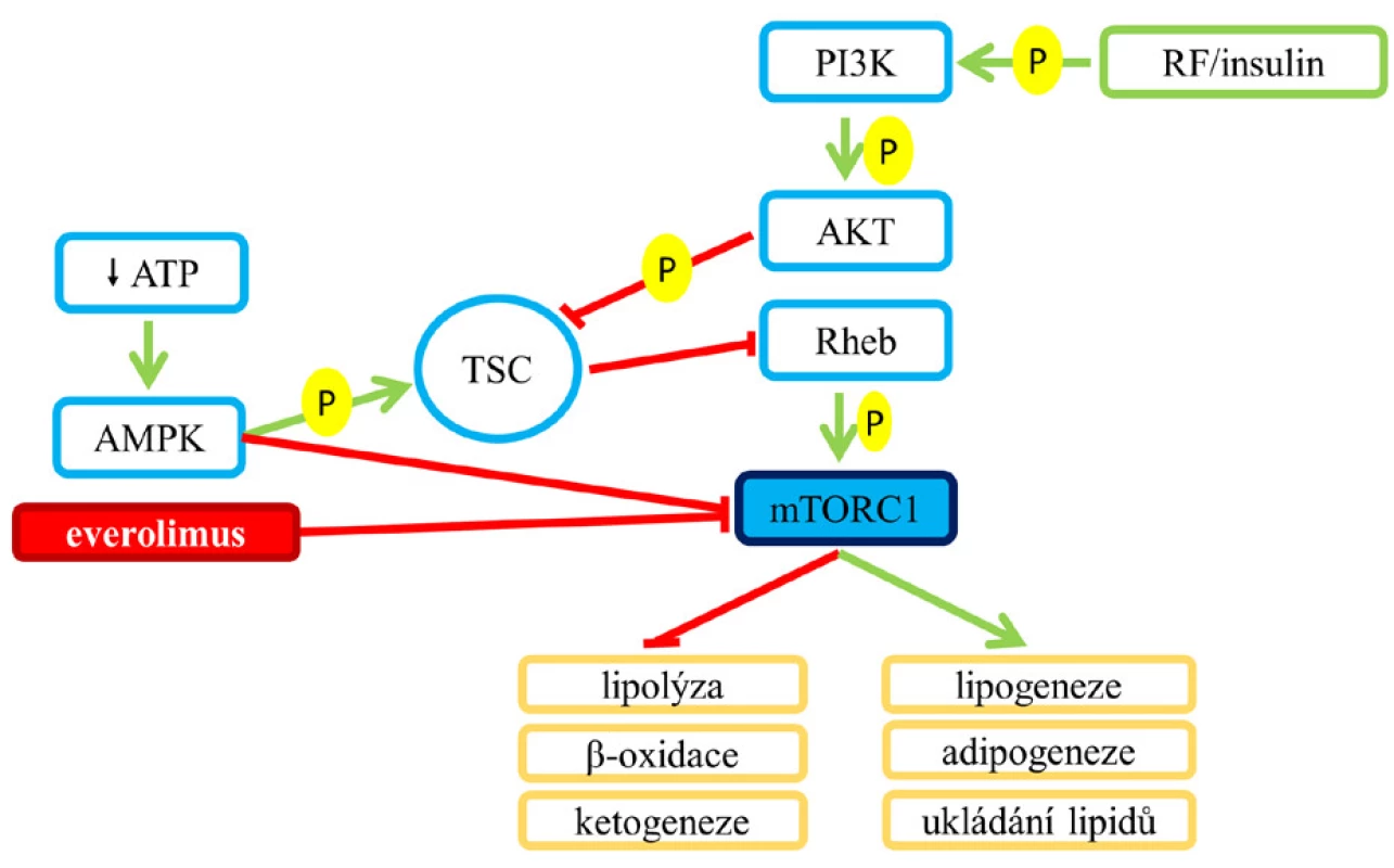 Vliv aktivace a inhibice mTORC1 na lipidový metabolismus.
mTORC1 je inhibován everolimem a aktivovanou AMPK.
Aktivace AMPK v reakci na nízkou hladinu buněčné energie,
respektive snížení intracelulární hladiny ATP blokuje
energeticky náročné procesy. Aktivace AMPK fosforyluje TSC
na jiném místě než Akt, a tím ho narozdíl od ní aktivuje, což
vede k inhibici mTORC1. AMPK také inhibuje mTORC1 přímo
fosforylací jeho podjednotky Raptor (6, 7).
Pozn.: zelená šipka – aktivace; červené T – blokáda.