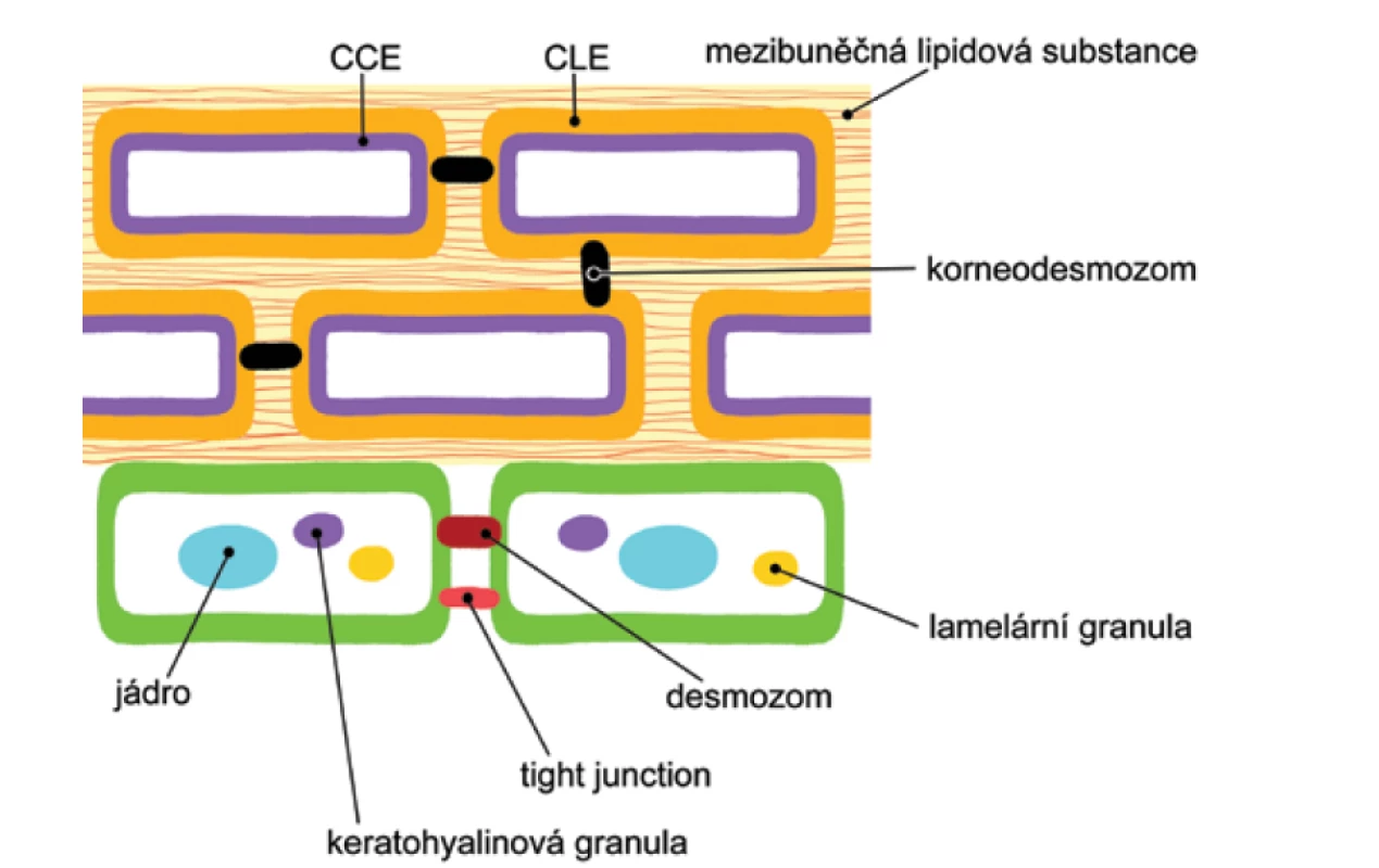 Schematické znázornění horních vrstev epidermis s náhledem na důležité složky kožní
bariéry