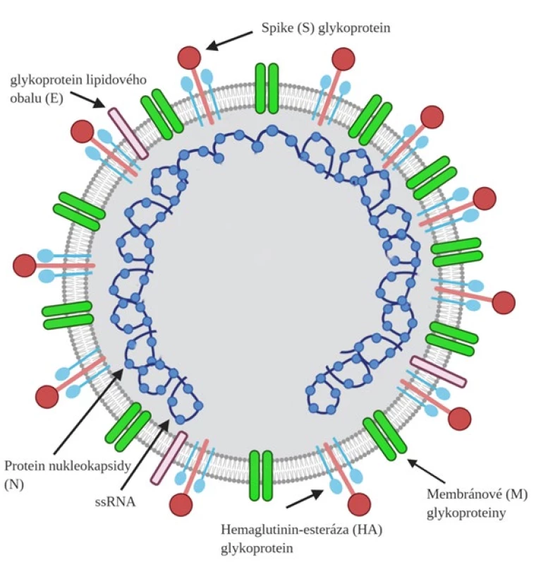  Struktura koronaviru SARS-CoV-2 vytvořená pomocí programu Biorender